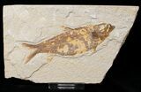 Bargain Knightia Fossil Fish - Wyoming #16456-1